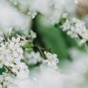 Branches with many white flowers  screen for extension Chrome web store in OffiDocs Chromium
