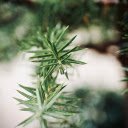 Branches with pointed leaves  screen for extension Chrome web store in OffiDocs Chromium