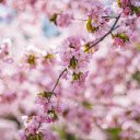 Branch of cherry blossom tree  screen for extension Chrome web store in OffiDocs Chromium
