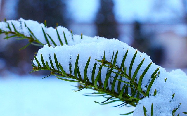 Free download branch plant ice frost sprig snow free picture to be edited with GIMP free online image editor