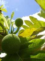 Free download breadfruit2 free photo or picture to be edited with GIMP online image editor