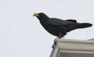 Free download Breakfast with the Crow free photo or picture to be edited with GIMP online image editor
