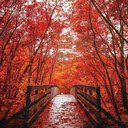 Bridge between red leaf trees wallpaper  screen for extension Chrome web store in OffiDocs Chromium
