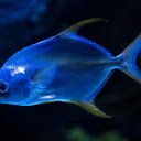 Bright colored fish  screen for extension Chrome web store in OffiDocs Chromium