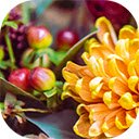 Bright daisies with other flowers in the background  screen for extension Chrome web store in OffiDocs Chromium