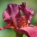 Bright Dark Red Flower  screen for extension Chrome web store in OffiDocs Chromium