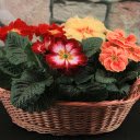 Bright flower basket  screen for extension Chrome web store in OffiDocs Chromium