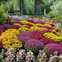 Bright Flower Pots  screen for extension Chrome web store in OffiDocs Chromium