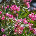 Bright Flower Tree in the Sun  screen for extension Chrome web store in OffiDocs Chromium