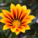 Bright Orange Chrysanthemums  screen for extension Chrome web store in OffiDocs Chromium