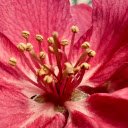 Bright Pink Flower  screen for extension Chrome web store in OffiDocs Chromium