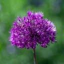 Bright Purple Flower Branch  screen for extension Chrome web store in OffiDocs Chromium