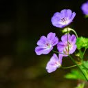 Bright purple flowers  screen for extension Chrome web store in OffiDocs Chromium