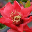 Bright Red Camellia  screen for extension Chrome web store in OffiDocs Chromium
