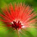 Bright red flower  screen for extension Chrome web store in OffiDocs Chromium