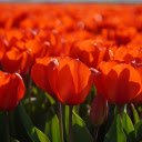 bright red tulips  screen for extension Chrome web store in OffiDocs Chromium