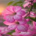 Bright rose wallpaper  screen for extension Chrome web store in OffiDocs Chromium