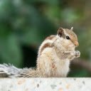 Bright Squirrel  screen for extension Chrome web store in OffiDocs Chromium