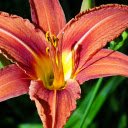 Bright summer lilies  screen for extension Chrome web store in OffiDocs Chromium