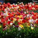 Bright Tulip Bed  screen for extension Chrome web store in OffiDocs Chromium