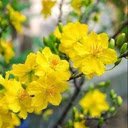 Bright yellow apricot flower wallpaper  screen for extension Chrome web store in OffiDocs Chromium