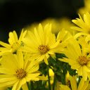 Bright yellow flower bouquet  screen for extension Chrome web store in OffiDocs Chromium