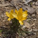Bright Yellow Flower Cluster  screen for extension Chrome web store in OffiDocs Chromium