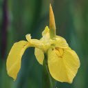 Bright yellow flowers  screen for extension Chrome web store in OffiDocs Chromium