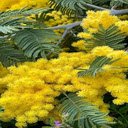 Bright yellow flower wallpaper  screen for extension Chrome web store in OffiDocs Chromium