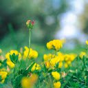 Bright Yellow Grass Flowers  screen for extension Chrome web store in OffiDocs Chromium