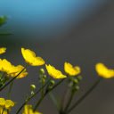 Bright Yellow Grass Flowers  screen for extension Chrome web store in OffiDocs Chromium