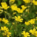 Bright yellow grass flowers  screen for extension Chrome web store in OffiDocs Chromium