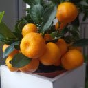 Bright yellow kumquat bunches  screen for extension Chrome web store in OffiDocs Chromium