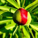 Brilliant flower buds  screen for extension Chrome web store in OffiDocs Chromium