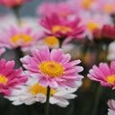 Brilliant flower garden  screen for extension Chrome web store in OffiDocs Chromium