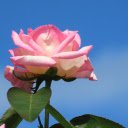 Brilliant Rose  screen for extension Chrome web store in OffiDocs Chromium