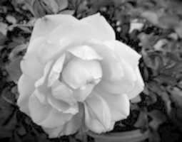 Free download Bring Me Roses When I Die free photo or picture to be edited with GIMP online image editor