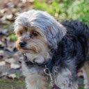 Brown and Gray Dog Standing on Green Grass  screen for extension Chrome web store in OffiDocs Chromium