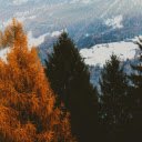 Brown and Green Leaf Trees With Snow covered  screen for extension Chrome web store in OffiDocs Chromium