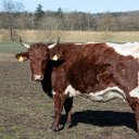 Brown and White Cow  screen for extension Chrome web store in OffiDocs Chromium