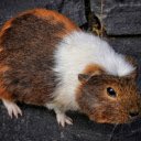 Brown and white hamster  screen for extension Chrome web store in OffiDocs Chromium