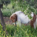 Brown and white horse in the garden  screen for extension Chrome web store in OffiDocs Chromium