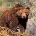 Brown Bear: The Mighty Giant of the Wilderness  screen for extension Chrome web store in OffiDocs Chromium
