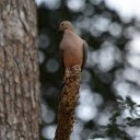 Brown Bird  screen for extension Chrome web store in OffiDocs Chromium