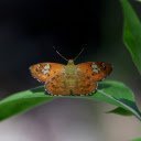 Brown Butterfly and Leaf  screen for extension Chrome web store in OffiDocs Chromium