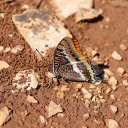 Brown Butterfly on the Ground  screen for extension Chrome web store in OffiDocs Chromium