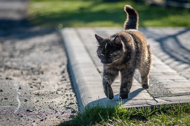 Free download brown cat a bored cat goes free picture to be edited with GIMP free online image editor