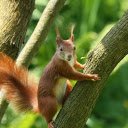 Brown chipmunk  screen for extension Chrome web store in OffiDocs Chromium