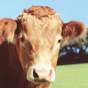Brown Cow  screen for extension Chrome web store in OffiDocs Chromium