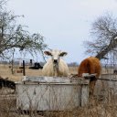 Brown Cow and White Cow  screen for extension Chrome web store in OffiDocs Chromium